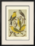 Pet Songbirds III Poster par Cassel 