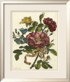 Floral Posy II Prints by Giovanni Ferrari