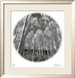 Sunlit Forest Reproduction encadrée édition limitée par Ken Paul