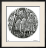 Sunlit Forest Reproduction encadrée édition limitée par Ken Paul