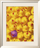 Quack, Quack I Plakater av Dave Brullmann Quack, Quack I Plakater av Dave Brullmann