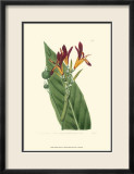 Antique Canna IV Kunstdrucke von Van Houtt 
