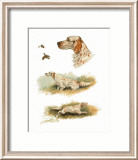 English Setter Posters by Rial 