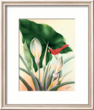 Rouge cardinal Posters par Frank Oda
