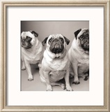 Three Pugs Arte por Amanda Jones Three Pugs Arte por Amanda Jones