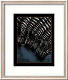 Zebra's Watering Hole Posters by Dexter Griffin