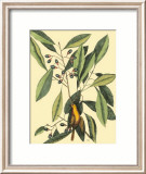The Carolina Laurus Lámina por Mark Catesby