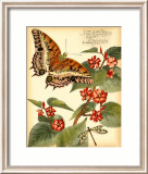 Whimsical Butterflies II Pósters