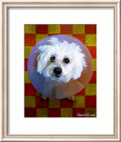 Bichon Art by Robert Mcclintock