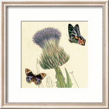 Field Thistle Affiches par Louis Van Houtte