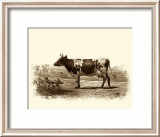 Bovine II Kunstdrucke von Emile Van Marck