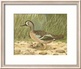 Blue-Wing Teal Prints by Ridgway 