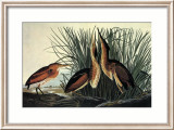 Least Bittern Arte por John James Audubon Least Bittern Arte por John James Audubon