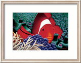 Poissons clowns Art par Mark Mackay