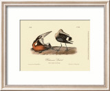 Hudsonian Godwit Posters par John James Audubon