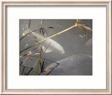 White Coy I Pósters por Susan Friedman White Coy I Pósters por Susan Friedman