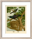 Purple Grackle Posters