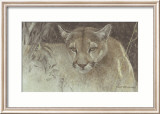 Puma tropical Láminas por Robert Bateman Puma tropical Láminas por Robert Bateman