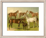 Horse Breeds I Kunstdrucke von Emil Volkers