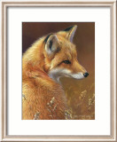 Curious: Red Fox Affiches par Joni Johnson-godsy