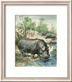 Hippopotamus Láminas por Friedrich Specht