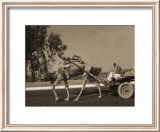 Camel Pulling Cart Affiche par Nelson Figueredo