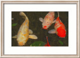 Green Rock Japanese Koi I Lámina giclée enmarcada por erichan Green Rock Japanese Koi I Lámina giclée enmarcada por erichan