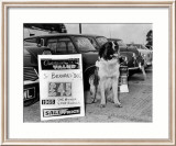 Perro a la venta Láminas Perro a la venta Láminas