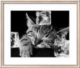 Kool Kat II Posters par David Mcenery