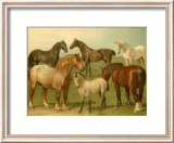 Horse Breeds II Kunstdrucke von Emil Volkers