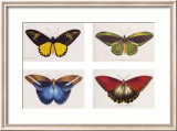 Rain Forest Butterflies Poster av Robert British Rain Forest Butterflies Poster av Robert British