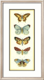 Butterfly Collector VI Arte por Chariklia Zarris