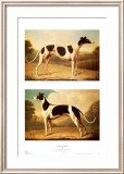 Two Greyhounds Prints by Benjamin Killingbeck