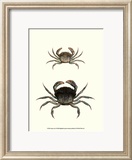 Antique Crab I Pósters por James Sowerby