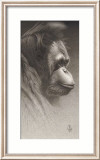 Jojo, the Orangutan Láminas por Caldwell