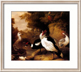 Wild Ducks Plakat av Jacob Bogdani