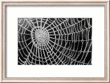 Spider Web Sparkle Láminas por erichan Spider Web Sparkle Láminas por erichan