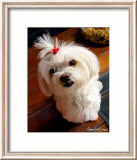 Mini Maltese Posters by Robert Mcclintock