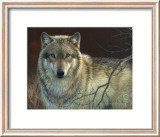 Uninterrupted Stare: Gray Wolf Affiche par Joni Johnson-godsy