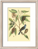 Le serin bleu Poster par Mark Catesby