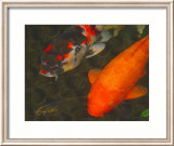 Green Rock Japanese Koi II Lámina giclée enmarcada por erichan Green Rock Japanese Koi II Lámina giclée enmarcada por erichan