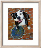 Happy Staffie Pósters por Robert Mcclintock Happy Staffie Pósters por Robert Mcclintock