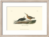 Red-Breasted Snipe Affiches par John James Audubon