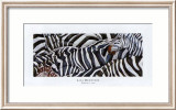 Zebras's Sea Posters av LISA BENOUDIZ