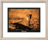 Guepard Plakat av Georges Bosio Guepard Plakat av Georges Bosio