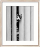 Chat Curieux Affiches par Edward Golbin