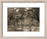 Two Camels and Man Affiches par Nelson Figueredo