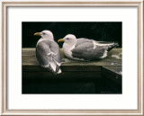 Gulls Resting Posters av Robert Bateman Gulls Resting Posters av Robert Bateman