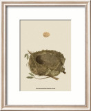 Antique Nest and Egg I Láminas por Reverend Francis O. Morris