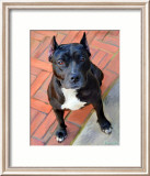 Blueberry Pit Bull Poster von Robert Mcclintock